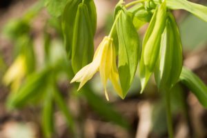 spring flowers bellwort