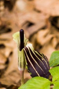 Spring flowers:  Jack in the Pulpit