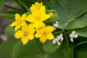 spring flowers: marsh marigold