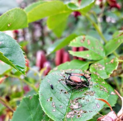 Japanese Beetles are the Worst!